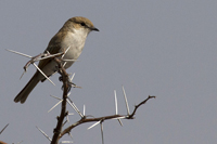 Bradornis mariquensis